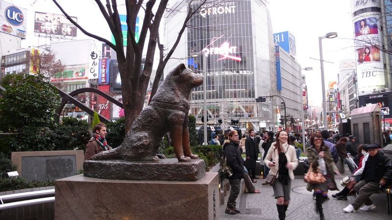Vào mỗi buổi sáng, khi giáo sư Ueno đi làm thì chú chó Hachiko lại tiễn ông chủ đến ga Shibuya. Nó chờ ông mua vé rồi đi khuất vào bên trong ga. Sau đó, chú chó Hachiko thường ngồi ở một bục nhỏ trước cửa ga để chờ chủ nhân đi làm về vào mỗi buổi chiều muộn.
