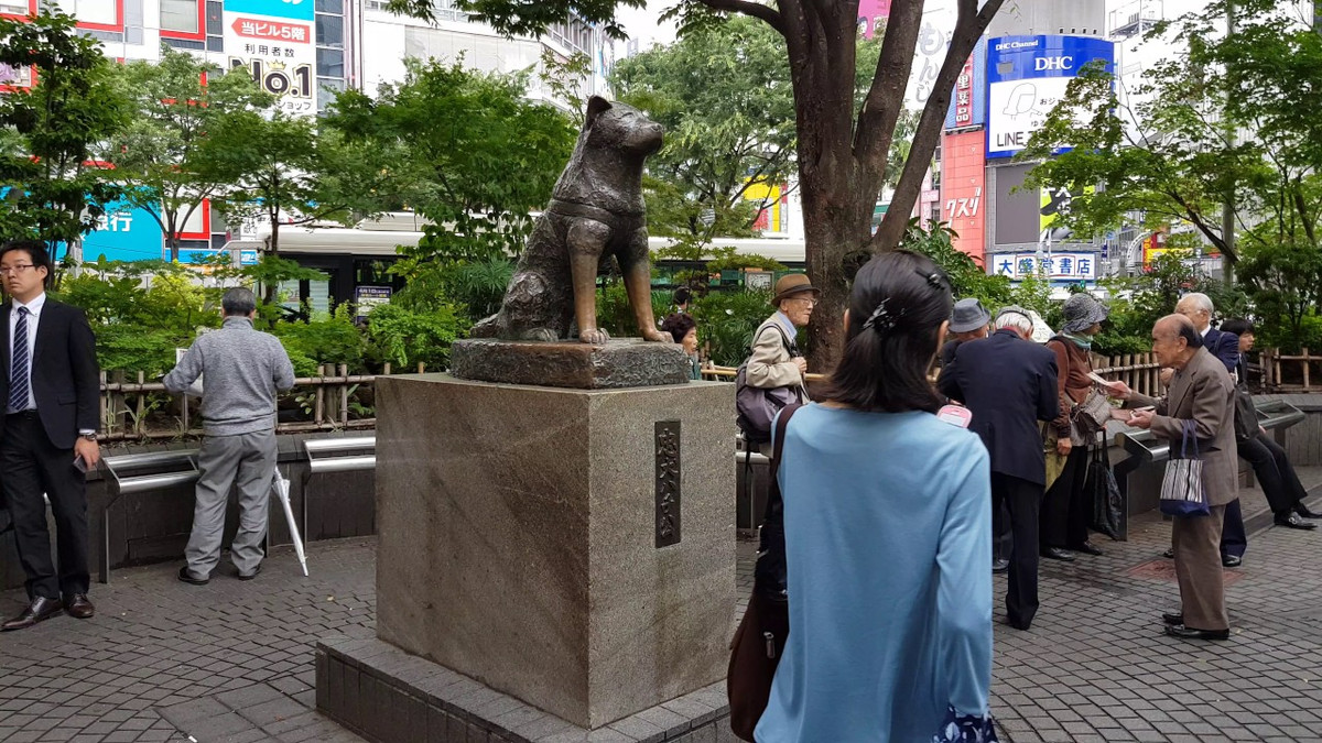 Vì vậy, chú chó Hachiko vẫn hàng ngày đến ga Shibuya để chờ đợi giáo sư Ueno. Nó làm như vậy trong suốt 9 năm, 9 tháng và 15 ngày sau cái chết của ông chú.