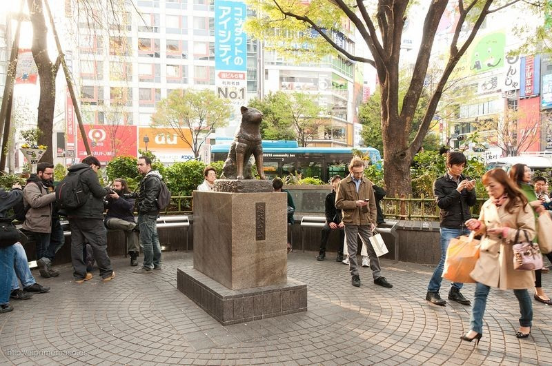 Ngoài bức tượng Hachiko ở ga Shibuya, chú chó trung thành Hachiko còn được dựng tượng ở quê nhà - bên ngoài ga Odate và một bức khác ở trước bảo tàng chó Akita.