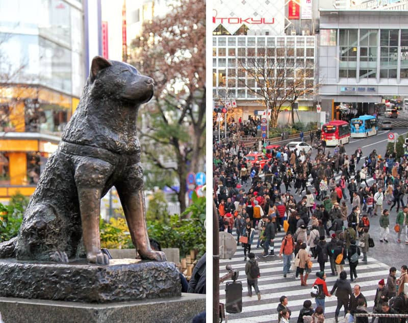 Hachiko làm như vậy trong suốt 1 năm cho tới một ngày vào tháng 5/1925. Vào ngày hôm ấy, giáo sư Ueno không trở về nhà như thường lệ. Chú chó Hachiko không hề biết rằng ông chủ bị xuất huyết não nên đột ngột qua đời.