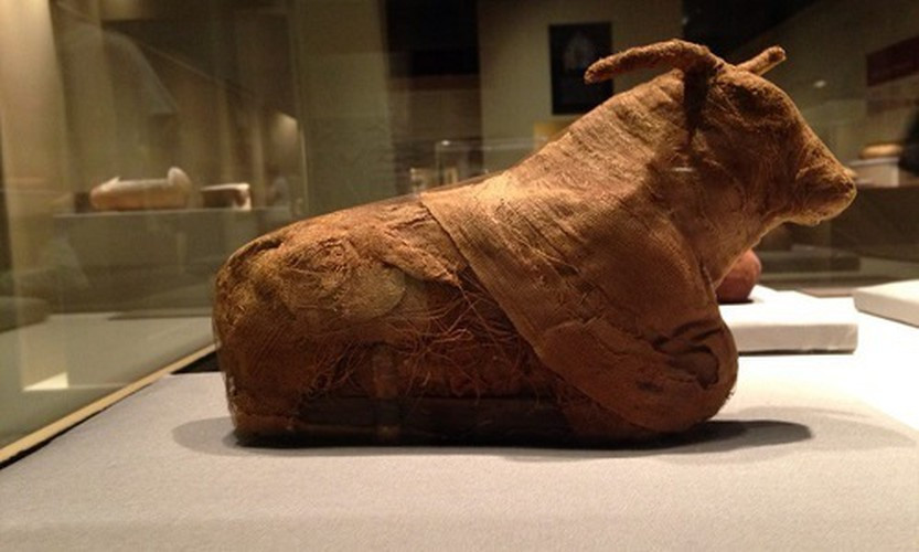 Thay vào đó, cỗ quan tài chứa xác ướp của một con bò đực có kích thước to lớn. Đây là một phát hiện vô cùng hiếm gặp.