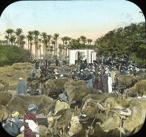 Một khu chợ diễn ra hoạt động mua bán trâu náo nhiệt ở Ai Cập.