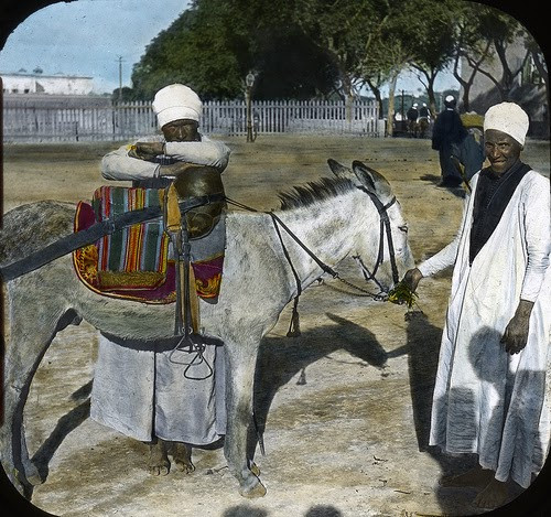 Một con lừa được người dân dùng để cưỡi. Ảnh chụp tại Ai Cập những năm 1900.