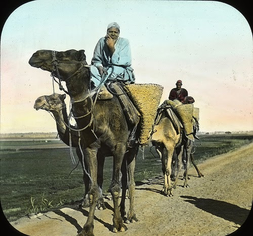 Những người đàn ông cưỡi lạc đà hướng đến khu nghĩa trang cổ đại Saqqara tại Ai Cập những năm 1900.