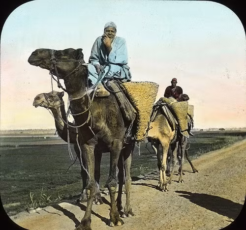 Những người đàn ông cưỡi lạc đà hướng đến khu nghĩa trang cổ đại Saqqara tại Ai Cập những năm 1900.