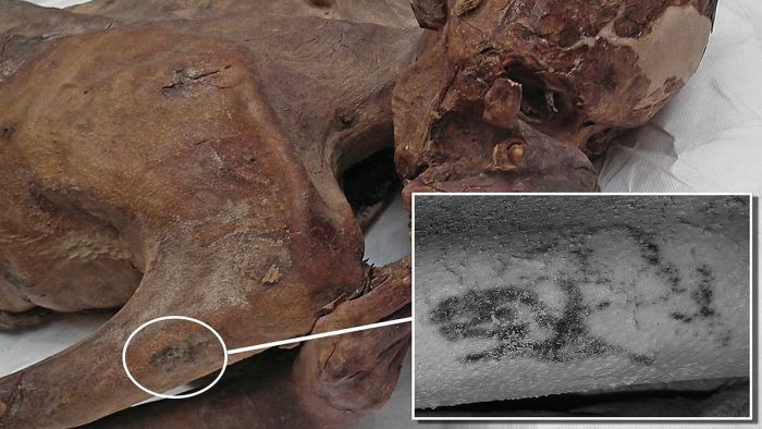 Thông qua kiểm tra niên đại bằng carbon phóng xạ, giới chuyên gia xác nhận xác ướp người đàn ông sống trong khoảng thời gian từ năm 3351 trước Công nguyên - 3017 trước Công nguyên. Người này có mái tóc màu đỏ nổi bật.