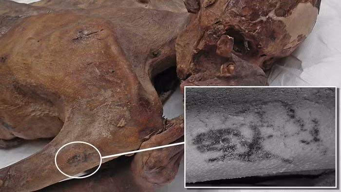 Thông qua kiểm tra niên đại bằng carbon phóng xạ, giới chuyên gia xác nhận xác ướp người đàn ông sống trong khoảng thời gian từ năm 3351 trước Công nguyên - 3017 trước Công nguyên. Người này có mái tóc màu đỏ nổi bật.