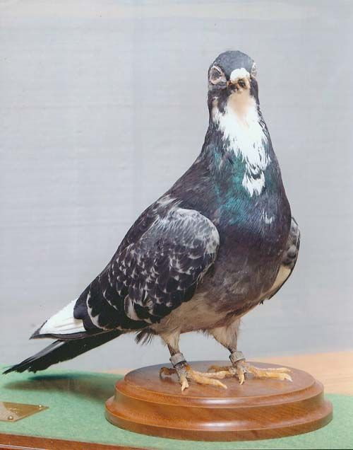 Cụ thể, con người thuần hóa chim bồ câu từ hơn 5.000 năm trước. Kể từ đó, người xưa bắt đầu huấn luyện chim bồ câu để nó vận chuyển thư tín, mệnh lệnh, thông tin quân sự quan trọng tới nhiều vùng chiến sự khác nhau.