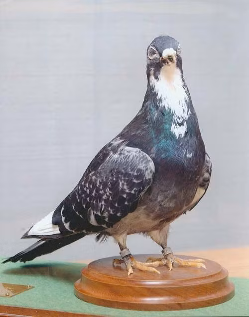 Cụ thể, con người thuần hóa chim bồ câu từ hơn 5.000 năm trước. Kể từ đó, người xưa bắt đầu huấn luyện chim bồ câu để nó vận chuyển thư tín, mệnh lệnh, thông tin quân sự quan trọng tới nhiều vùng chiến sự khác nhau.