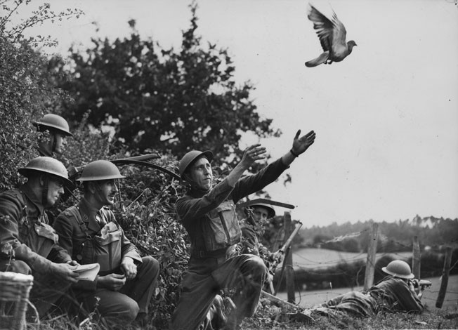 Khả năng tìm đường và xác định chính xác hướng bay của chim bồ câu khiến chúng được con người tin tưởng chọn lựa làm nhiệm vụ chuyển tin.