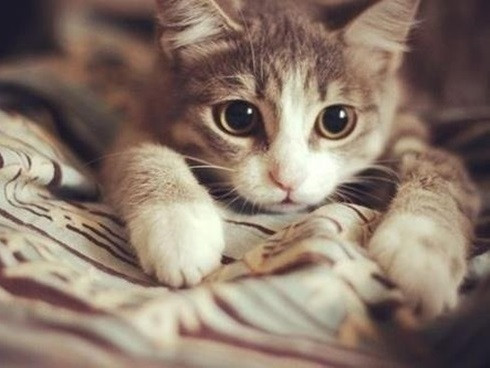 Ngoài ra, bạn còn có nguy cơ bị lừa gạt tiền bạc. Trong thời gian này những người tuổi Mão hãy thận trọng trong những quyết định liên quan đến tài chính, chớ tin người quá dễ dàng.