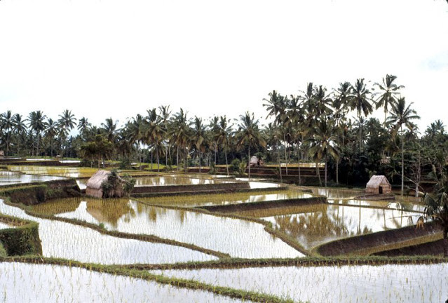 Khung cảnh bình yên ở vùng nông thôn tại Klungkung.