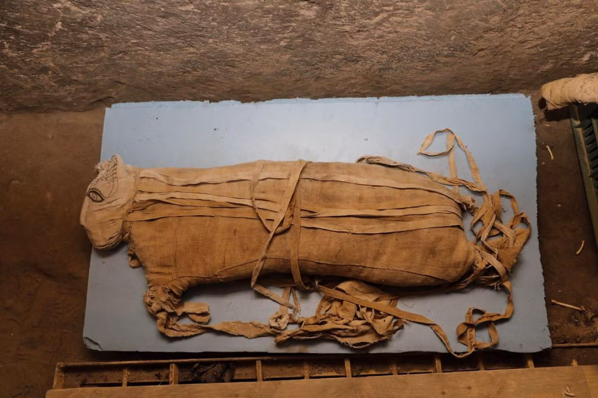 Theo các chuyên gia, 5 xác ướp sư tử này chết khi khoảng 8 tháng tuổi. Vào thời điểm tử vong, những con vật này cao dưới 0,9m và chiều dài cơ thể khoảng 1m.