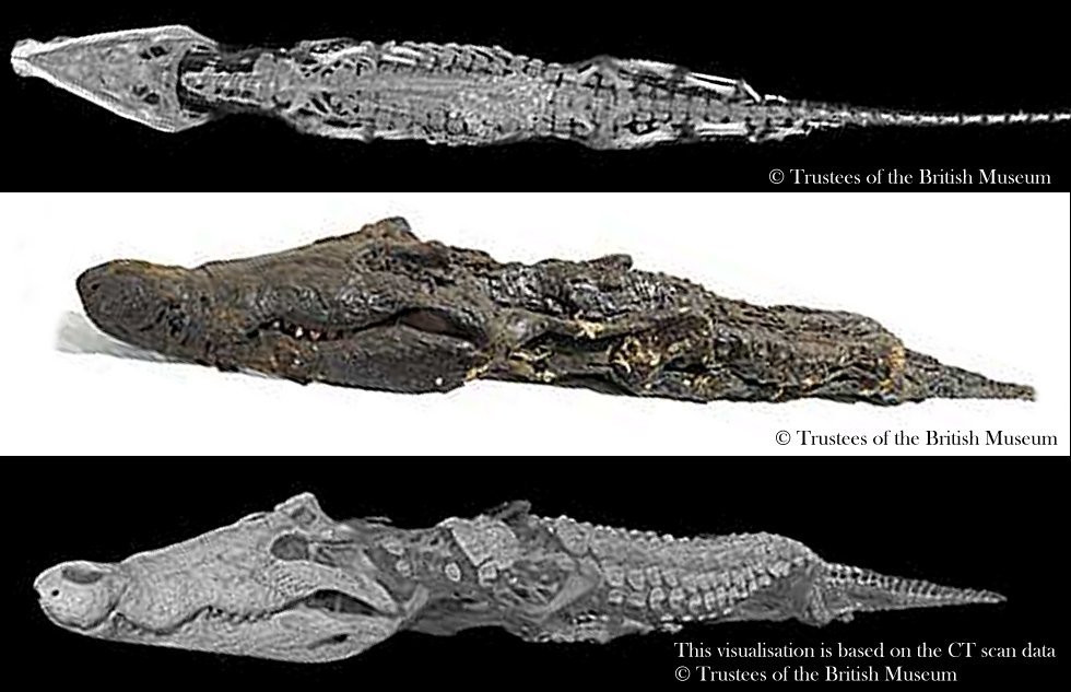 Điều này cho thấy người Ai Cập cổ đại nuôi con vật này với chế độ ăn gồm nhiều thịt. Sau khi hoàn thành quá trình ướp xác, người Ai Cập cổ đại trang trí cá sấu với răng và mắt làm bằng vàng và ngà voi.