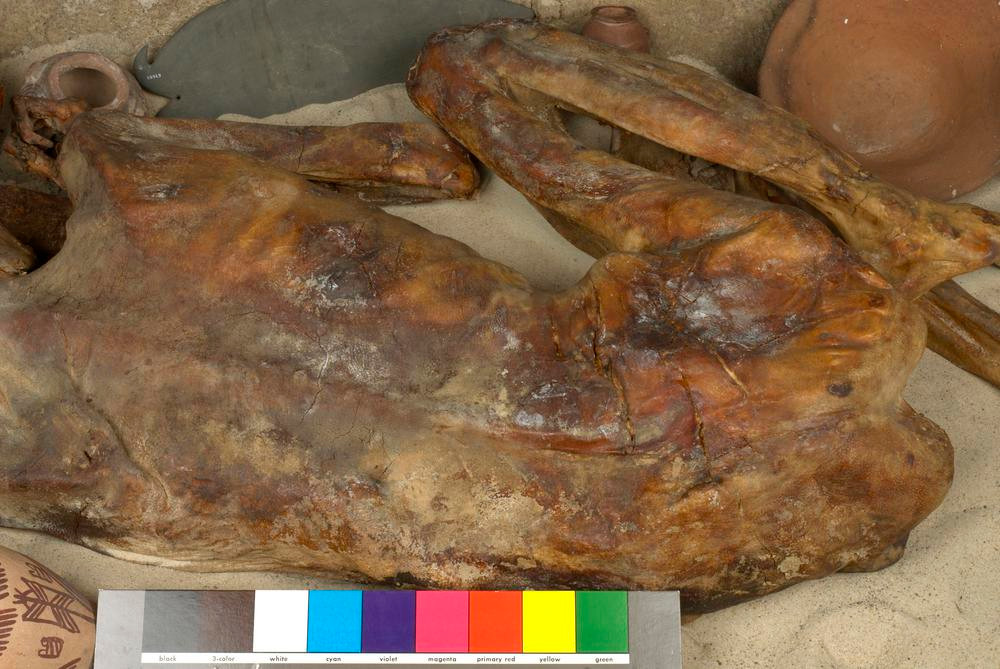 Kể từ năm 1901, xác ướp "Ginger" được bảo quản và trưng bày tại Bảo tàng Anh.