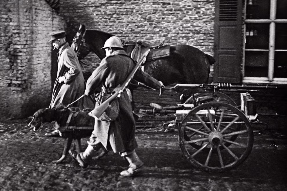 Trong Thế chiến 1, ngựa, chó là những động vật được quân đội Pháp và một số nước sử dụng trong một số nhiệm vụ.