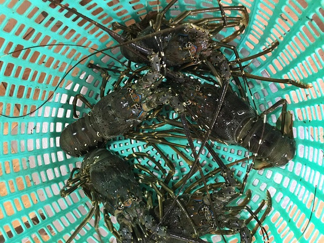 Tom hum xanh het thoi “giai cuu”, tang gia dat ngang cua hoang de