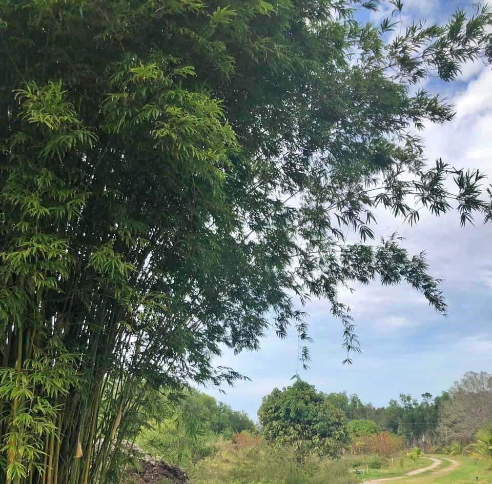 Vợ Việt rủ chồng Mỹ bỏ phố về rừng, cuốc đất trồng sen - Hình 3 Vo Viet ru chong My bo pho ve rung, cuoc dat trong sen-Hinh-3