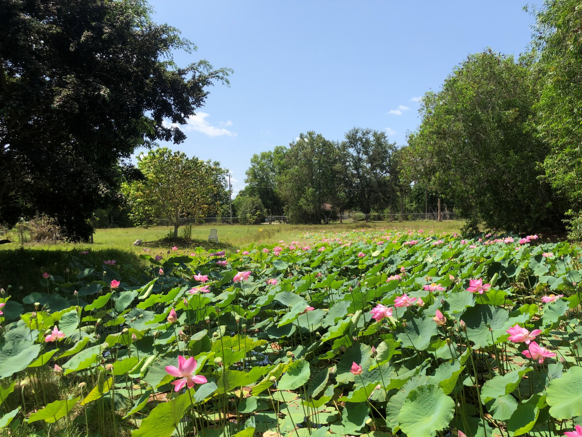 Vợ Việt rủ chồng Mỹ bỏ phố về rừng, cuốc đất trồng sen - Hình 4 Vo Viet ru chong My bo pho ve rung, cuoc dat trong sen-Hinh-4
