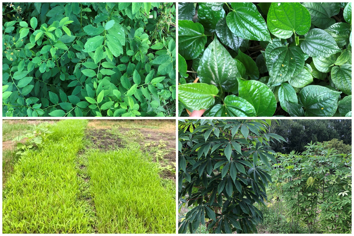 Vợ Việt rủ chồng Mỹ bỏ phố về rừng, cuốc đất trồng sen - Hình 6 Vo Viet ru chong My bo pho ve rung, cuoc dat trong sen-Hinh-6