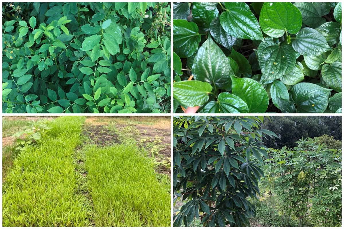 Vo Viet ru chong My bo pho ve rung, cuoc dat trong sen-Hinh-6