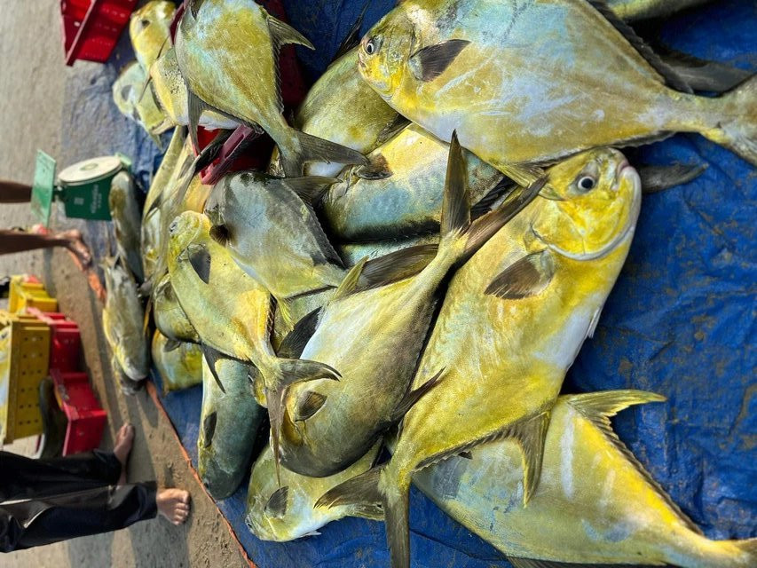 Ngư dân Cẩm Nhượng “trúng đậm” mẻ cá vàng dương hơn 300 triệu Ngu dan Cam Nhuong “trung dam” me ca vang duong hon 300 trieu