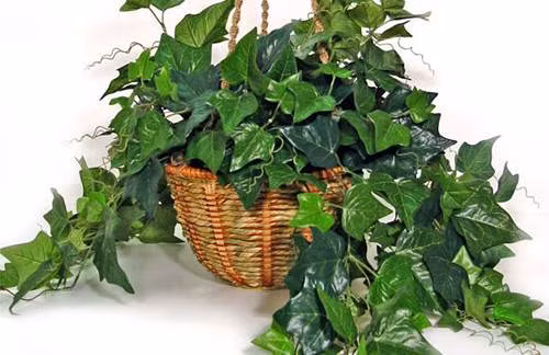 Cây thường xuân (English Ivy). Trong khi đó, thiết mộc lan, hoa đồng tiền, quan trúc âm, cỏ lan chi, cây hồng môn và trầu bà vàng thì có khả năng lọc 3/5 chất.