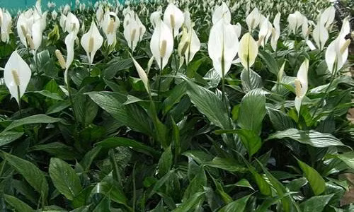 Sau nhiều năm ròng rã nghiên cứu và thử nghiệm, NASA đã đưa ra được các bằng chứng xác thực rằng không ít loại cây xanh có khả năng lọc bỏ các hóa chất độc hại trong không khí cực kỳ hiệu quả. Các loại hóa chất này thường gây ảnh hưởng xấu đến sức khỏe con người như nhức đầu, chóng mặt, kích ứng mắt,…