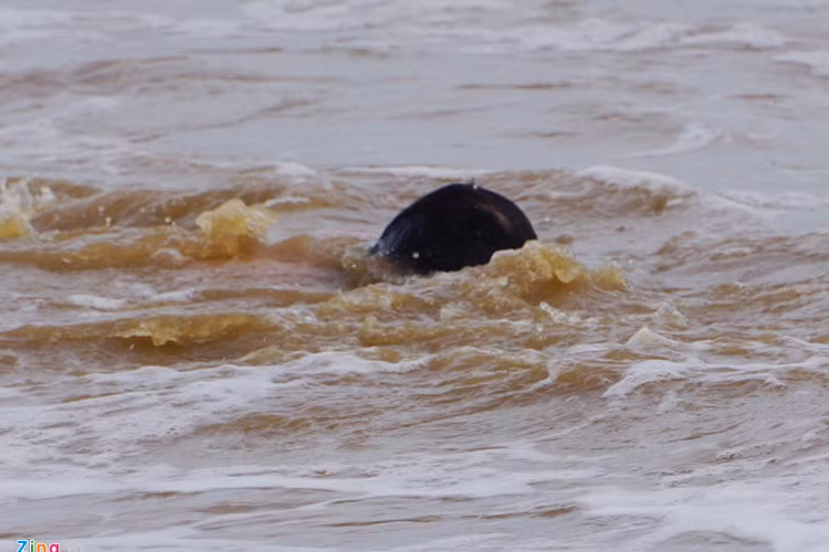 Ở khu vực bãi tắm D, người đàn ông này bất chấp lệnh cấm, liên tục ngụp lặn trong sóng dữ.