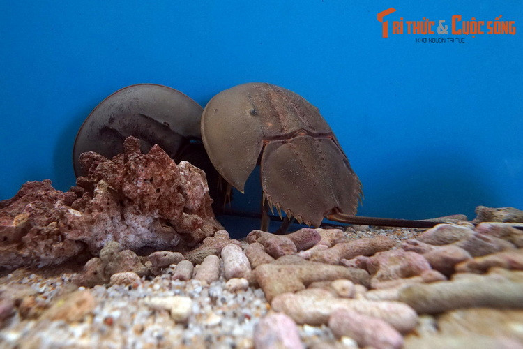 Trên phương diện bảo tồn, con so được coi là một loài Thiếu dữ liệu (không đủ thông tin về số lượng hiện hữu). Dù còn được bắt gặp phổ biến, chúng được cho là dễ bị tổn thương bởi tình trạng đánh bắt quá độ, ô nhiễm môi trường biển và biến đổi khí hậu.