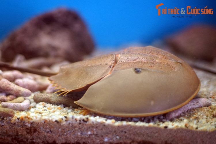 Một con so, hay cua móng ngựa (Carcinoscorpius rotundicauda) trong bể nuôi ở Viện Hải dương học Nha Trang. Đây là một trong bốn loài giáp xác họ Sam còn tồn tại, được tìm thấy ở khu vực ven biển thuộc Ấn Độ, Indonesia, Malaysia, Philippines, Singapore, Thái Lan và Việt Nam.