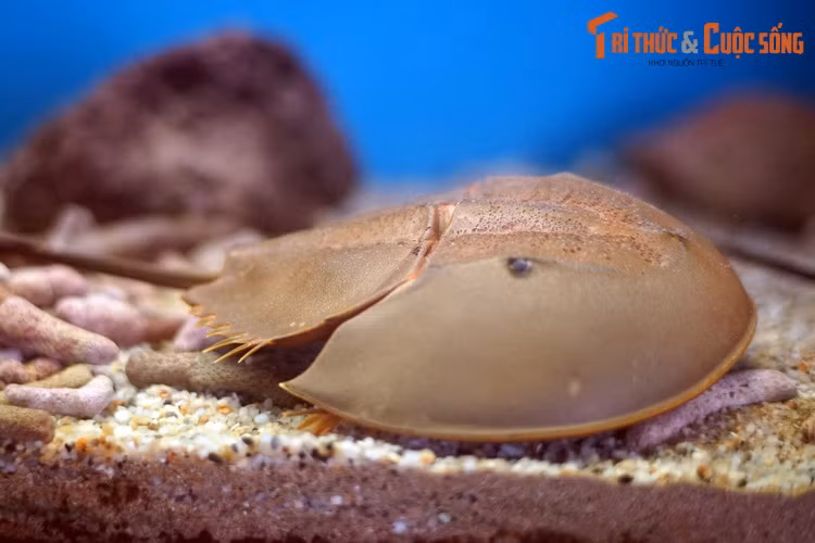 Một con so, hay cua móng ngựa (Carcinoscorpius rotundicauda) trong bể nuôi ở Viện Hải dương học Nha Trang. Đây là một trong bốn loài giáp xác họ Sam còn tồn tại, được tìm thấy ở khu vực ven biển thuộc Ấn Độ, Indonesia, Malaysia, Philippines, Singapore, Thái Lan và Việt Nam.