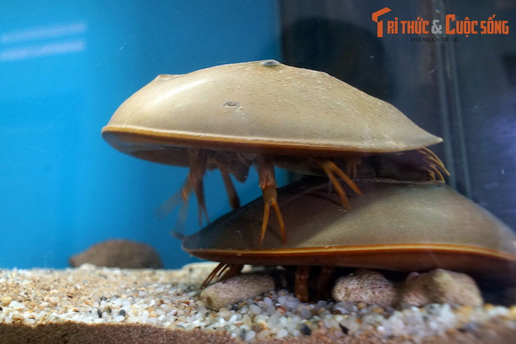 Những con, còn gọi là sam nhỏ, so trưởng thành dài khoảng 20 – 25 cm, chưa kể đuôi, trọng lượng chưa đến 1 kg. Chúng nhỏ hơn loài họ hàng hiện diện ở Việt Nam là con sam (Tachypleus tridentatus) và thường bị nhầm lẫn với loài này.