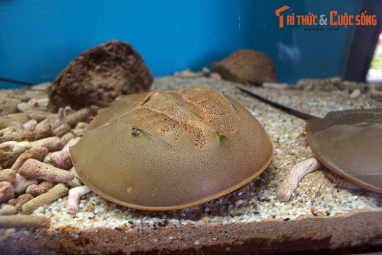 Dù rất độc, con so lại là một nguồn dược liệu quý của y học hiện đại. Máu cúa chúng có màu xanh lam, chứa một chất hóa học được gọi là Limulus amoebocyte lysate (LAL), là thành phần quan trọng của thuốc thử để kiểm tra độc tố của vi khuẩn.