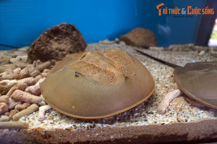 Dù rất độc, con so lại là một nguồn dược liệu quý của y học hiện đại. Máu cúa chúng có màu xanh lam, chứa một chất hóa học được gọi là Limulus amoebocyte lysate (LAL), là thành phần quan trọng của thuốc thử để kiểm tra độc tố của vi khuẩn.