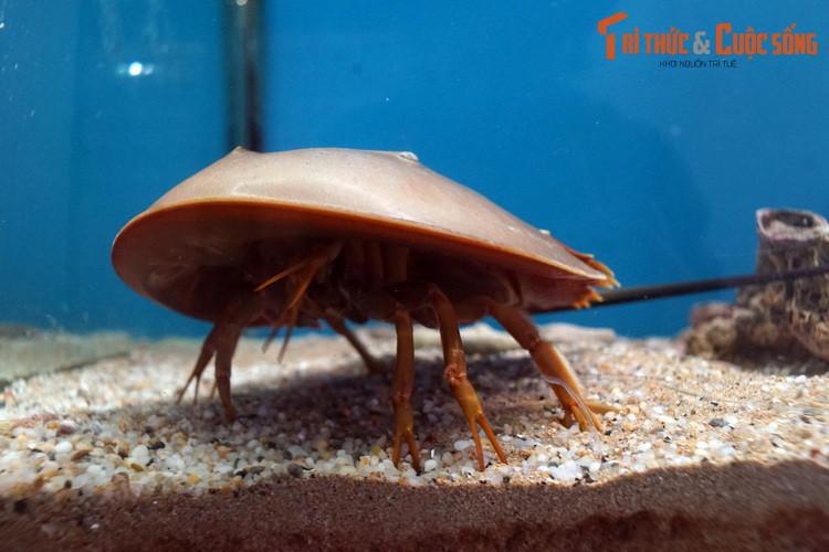 Hàng trăm nghìn con của móng ngựa thuộc các loài khác nhau đã được đánh bắt mỗi năm để cung cấp máu cho các cơ sở chuyên khoa đặc biệt ở Mỹ và châu Á. Mỗi một ga lông (3,78 lít) máu của chúng trị giá tới 60.000 USD.