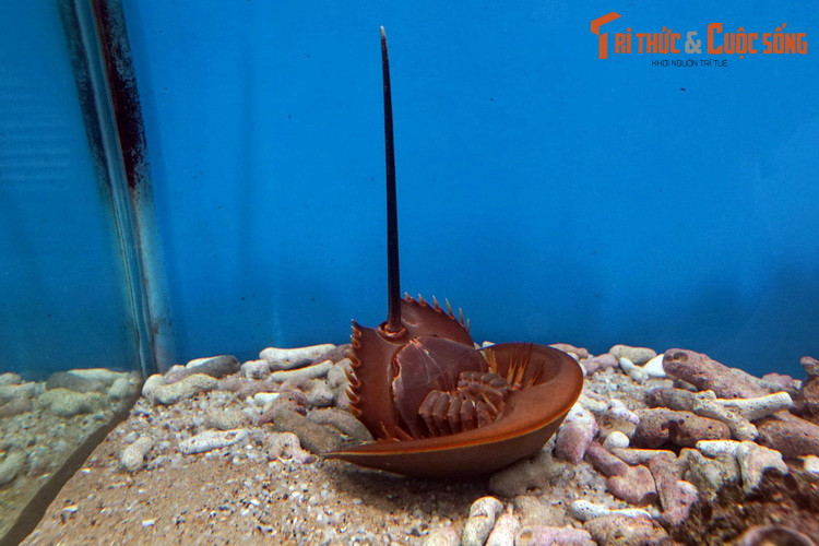 Ngoài kích cỡ, con so và con sam có sự khác biệt dễ nhận biết ở phần đuôi. Đuôi sam có tiết diện hình tam giác, ba cạnh kéo dài đến tận cuối đuôi, ở đỉnh tam giác có các gai nhọn giống như lưỡi cưa. Còn đuôi so có tiết diện hình tròn hoặc hình trứng, không có gai.