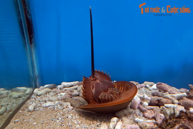 Ngoài kích cỡ, con so và con sam có sự khác biệt dễ nhận biết ở phần đuôi. Đuôi sam có tiết diện hình tam giác, ba cạnh kéo dài đến tận cuối đuôi, ở đỉnh tam giác có các gai nhọn giống như lưỡi cưa. Còn đuôi so có tiết diện hình tròn hoặc hình trứng, không có gai.