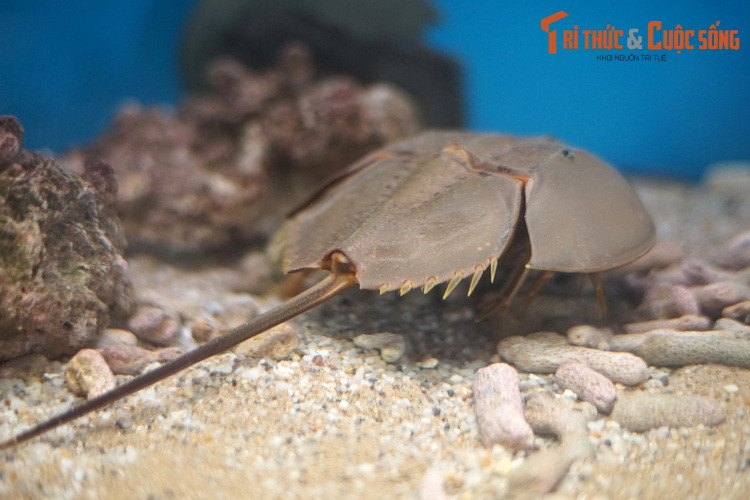 Mùa sinh sản của chúng kéo dài từ tháng 3 đến tháng 10 hàng năm. Khi đó, con đực bám trên lưng con cái bằng hai mấu gai đặc biệt trên giáp vỏ của chúng để tiến hành giao phối. Lượng trứng trung bình của sam cái là 20.000. Trứng nở sau 6 – 8 ngày được ấp dưới cát.