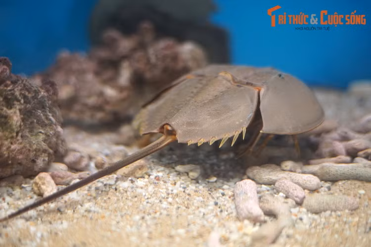 Mùa sinh sản của chúng kéo dài từ tháng 3 đến tháng 10 hàng năm. Khi đó, con đực bám trên lưng con cái bằng hai mấu gai đặc biệt trên giáp vỏ của chúng để tiến hành giao phối. Lượng trứng trung bình của sam cái là 20.000. Trứng nở sau 6 – 8 ngày được ấp dưới cát.