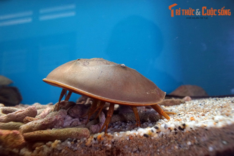 Các loài sam có đặc điểm chung là thân có vỏ cứng hình móng ngựa, chia làm ba phần: giáp đầu ngực, giáp bụng và đuôi kiếm. Mặt dưới của chúng có 6 đôi chi đầu ngực và 6 đôi chi giáp bụng. Chúng có hai mắt kép nằm ở trên lưng.