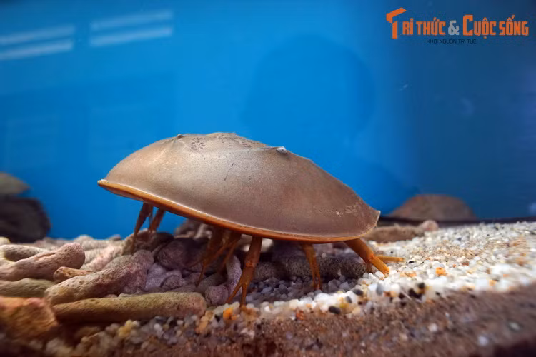 Các loài sam có đặc điểm chung là thân có vỏ cứng hình móng ngựa, chia làm ba phần: giáp đầu ngực, giáp bụng và đuôi kiếm. Mặt dưới của chúng có 6 đôi chi đầu ngực và 6 đôi chi giáp bụng. Chúng có hai mắt kép nằm ở trên lưng.