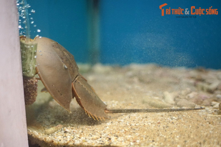 Do chỉ biến đổi rất ít so với các tổ tiên tồn tại cách đây 400 triệu năm, các loài sam biển được coi là hóa thạch sống trong thế giới tự nhiên.