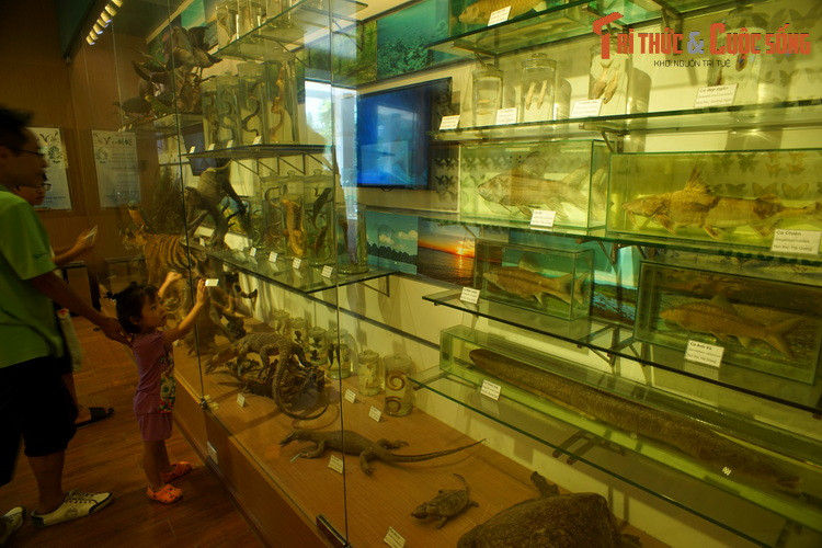 Bảo tàng Thiên nhiên Việt Nam là nơi trưng bày hàng nghìn mẫu vật tái hiện sống động sự đa dạng sinh học của mảnh đất hình chữ S. Khu vực trưng bày tiêu bản các loài bò sát, ếch nhái, cá... là một trong những điểm nhấn của Bảo tàng.