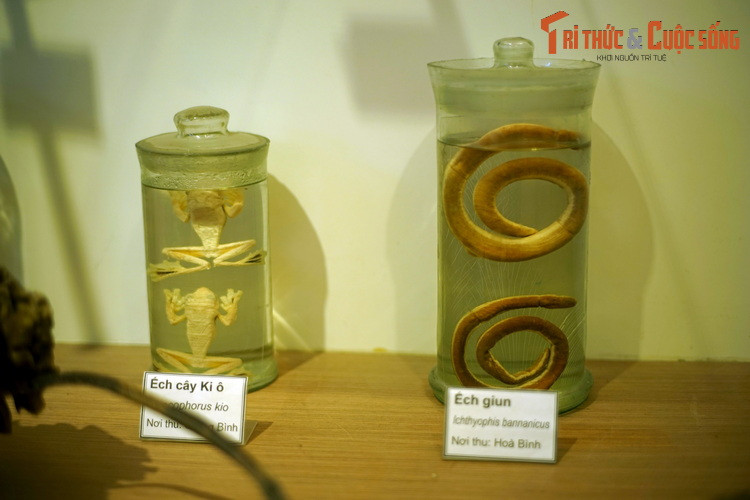 Ếch cây Kio và ếch giun, hai loài vật có vẻ ngoài dường như chẳng liên quan gì đến nhau, nhưng đều thuộc họ nhà ếch nhái. Ếch giun thuộc một nhóm lưỡng cư không chân có vẻ ngoài khiến nhiều người nhầm với giun đất.