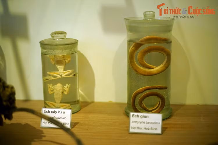 Ếch cây Kio và ếch giun, hai loài vật có vẻ ngoài dường như chẳng liên quan gì đến nhau, nhưng đều thuộc họ nhà ếch nhái. Ếch giun thuộc một nhóm lưỡng cư không chân có vẻ ngoài khiến nhiều người nhầm với giun đất.