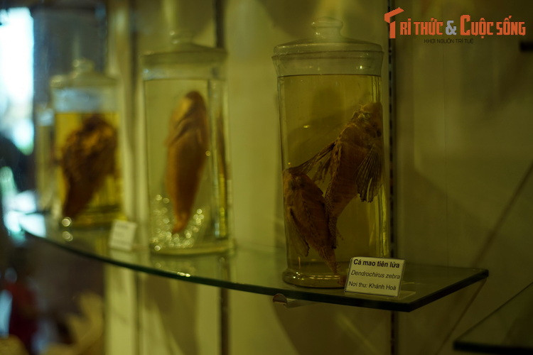 Ngoài cá nước ngọt, có cả tiêu bản các loài cá biển.