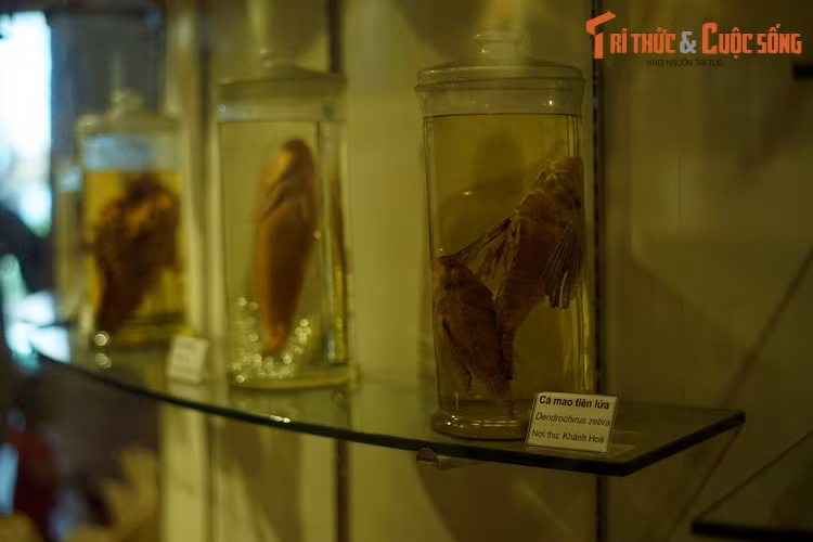 Ngoài cá nước ngọt, có cả tiêu bản các loài cá biển.