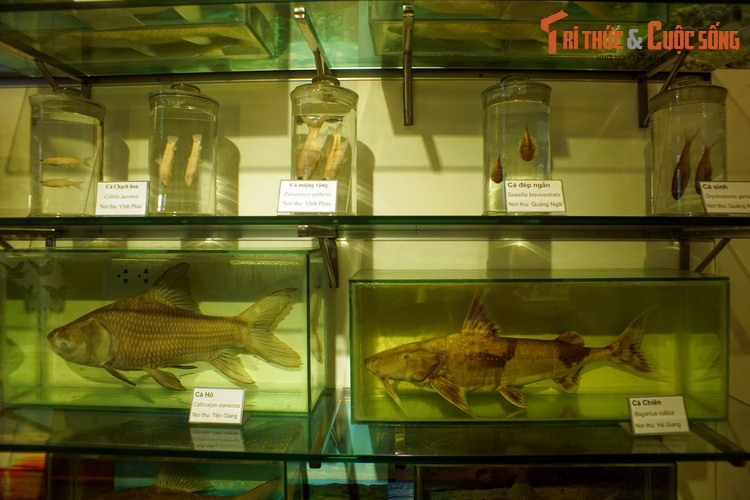 Ngoài bò sát và lưỡng cư, các loài cá cũng được bảo quản trong dung dịch. Một số mẫu cá lớn như cá hô và cá chiên được đổ khuôn composite trong suốt.