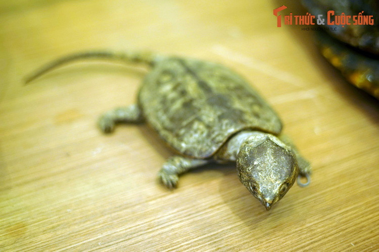 Tiêu bản khô của một con rùa đầu to (Platysternon megacephalum), loài rùa nguy cấp phân bố tại vùng núi ở một số nước Đông Nam Á, trong đó có Việt Nam.